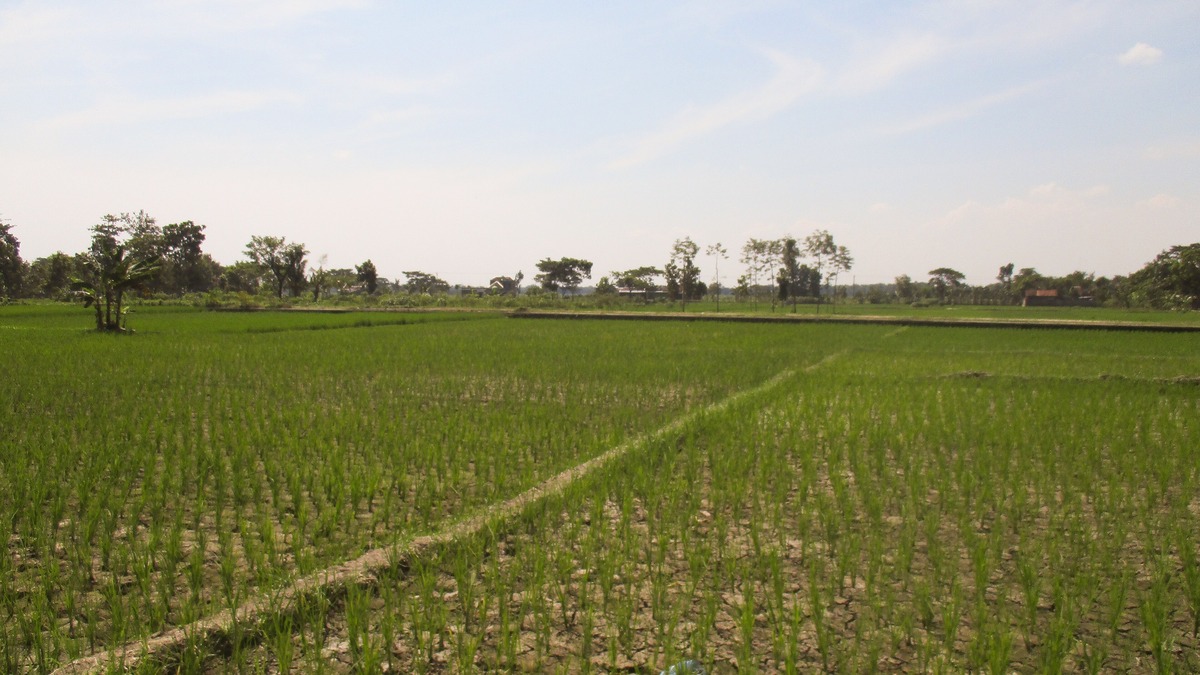Sawah retak dan bibit padi mengering saat kemarau